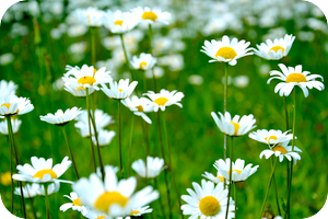 日本人に合ったヒーリングにブラッシュアップしています