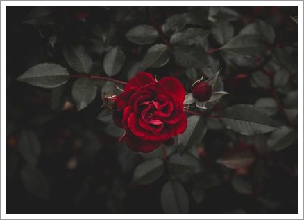 今年も大変お世話になりました。