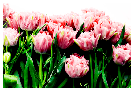 お盆休みのお知らせ