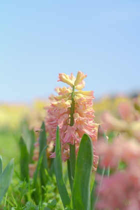 昨日、主人にセラピーをしました。
