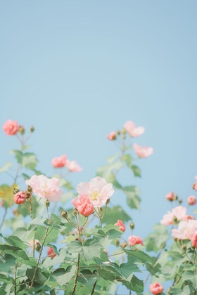 「セラピーに関するご質問」1件アップしました。