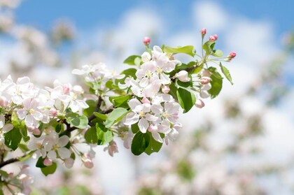「夢のこと」1件アップしました。