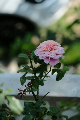 「セラピーに関するご質問」1件アップしました