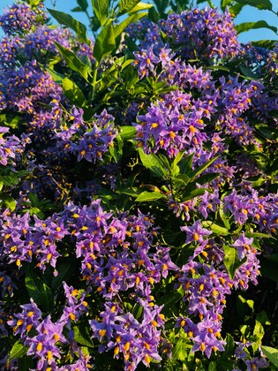 「夢について」1件アップしました。