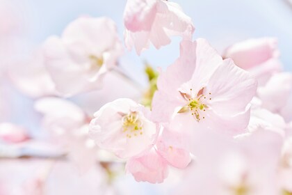 「夢について」１件アップしました