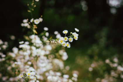 「セラピーに関するご質問」１件アップしました。