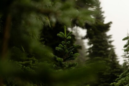 「ちょっとセラピーのこと」１件アップしました。