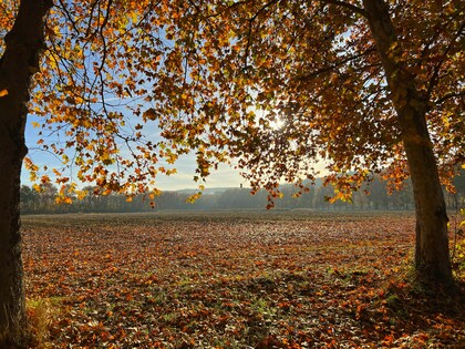 「お客様の声」１件アップしました。