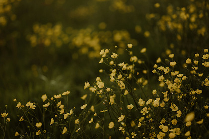 「ちょっとセラピーのこと」1件アップしました