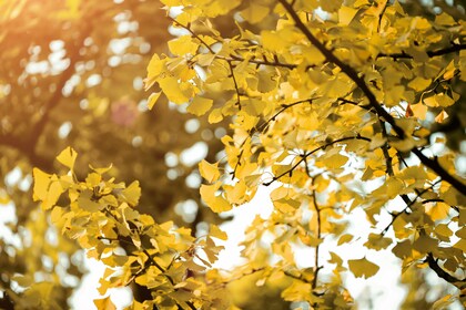 「ちょっとセラピーのこと」1件アップしました。