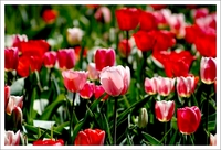 レイキのアチューメントは辞められたのですか？