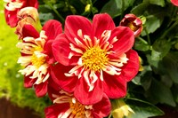 私のおみくじの見方