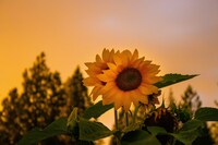 7月12日（土）は臨時休業させていただきます