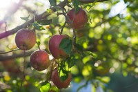 「ちょっとセラピーのこと」1件アップしました。