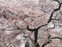 「ちょっとセラピーのこと」1件アップしました