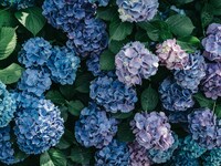 「ちょっとセラピーのこと」１件アップしました